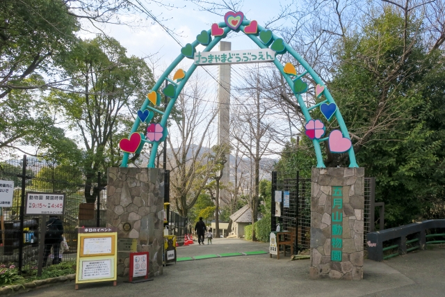 池田市五月山動物園のウォンバット“コウくん”が永眠