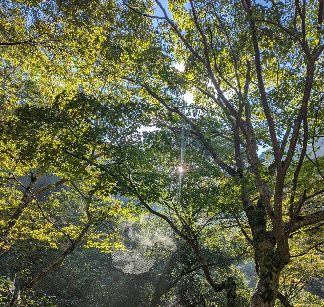 滝道の木々