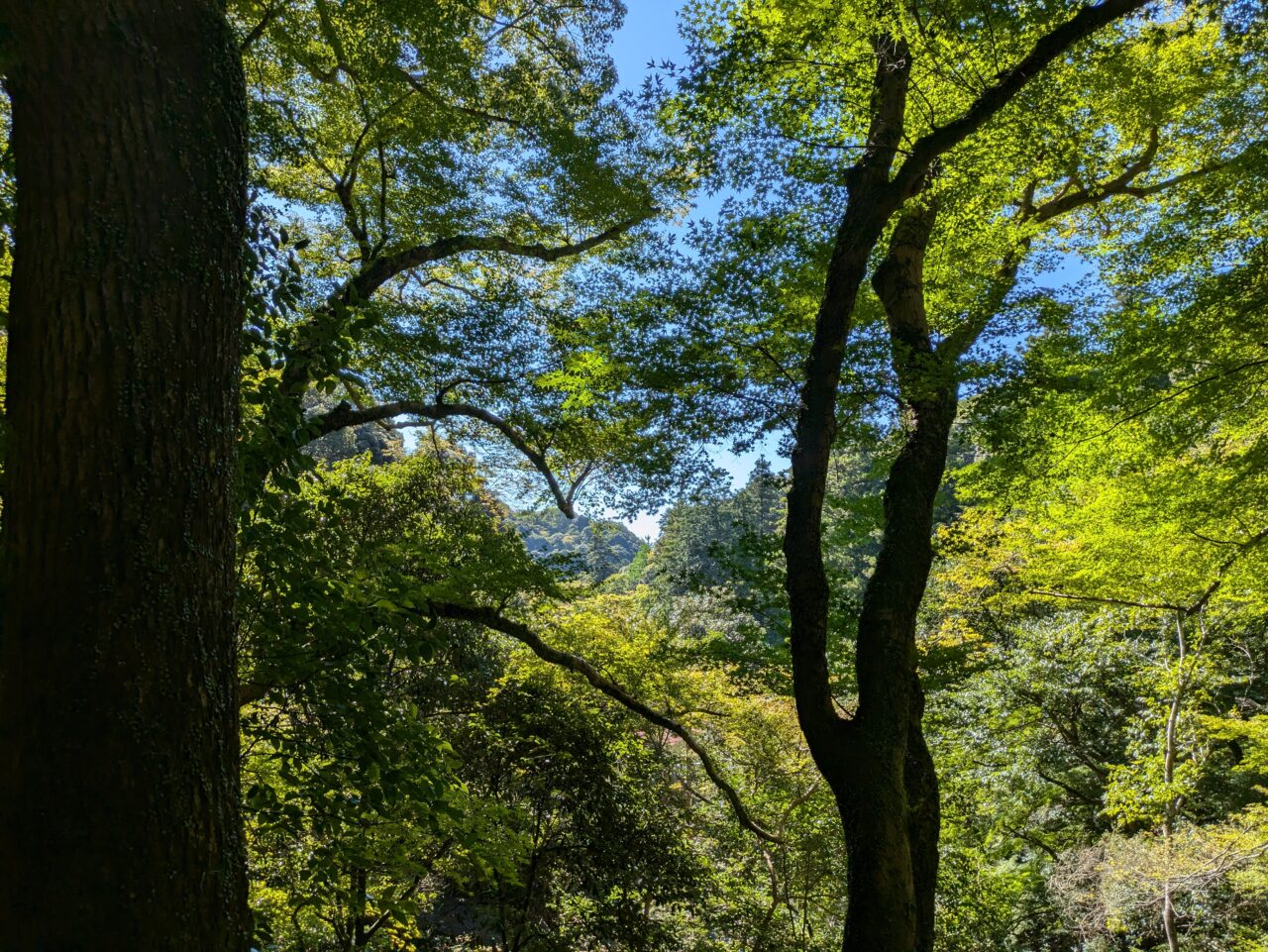 箕面の山々の様子