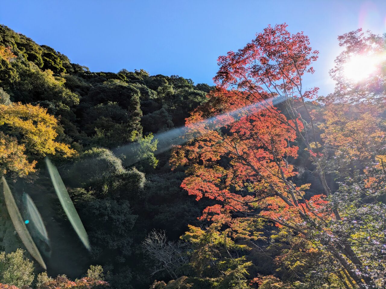 滝道の紅葉