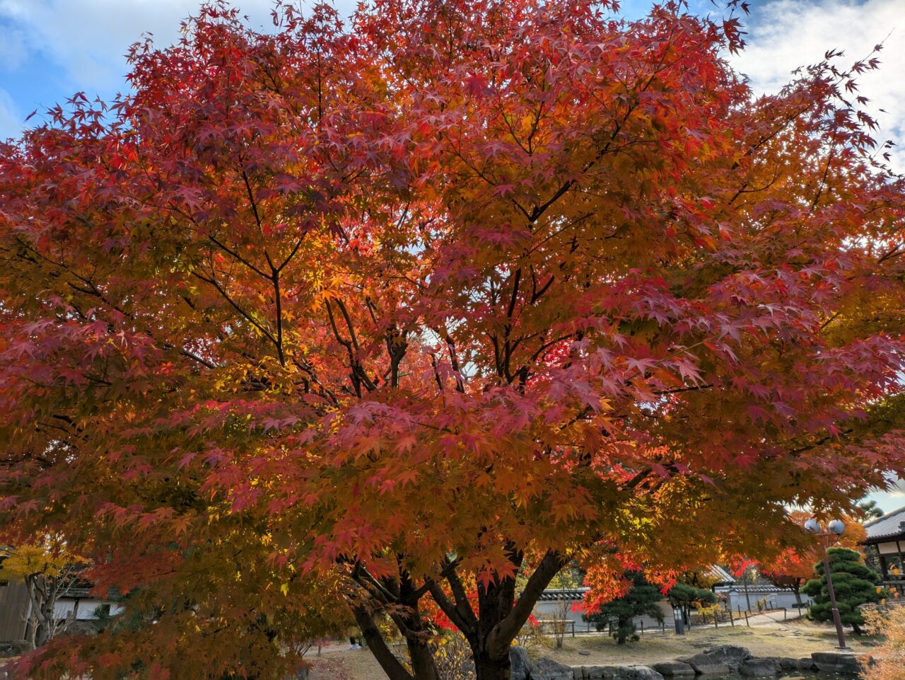 城跡公園の紅葉の様子