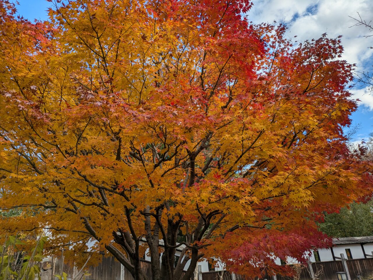 城跡公園の紅葉