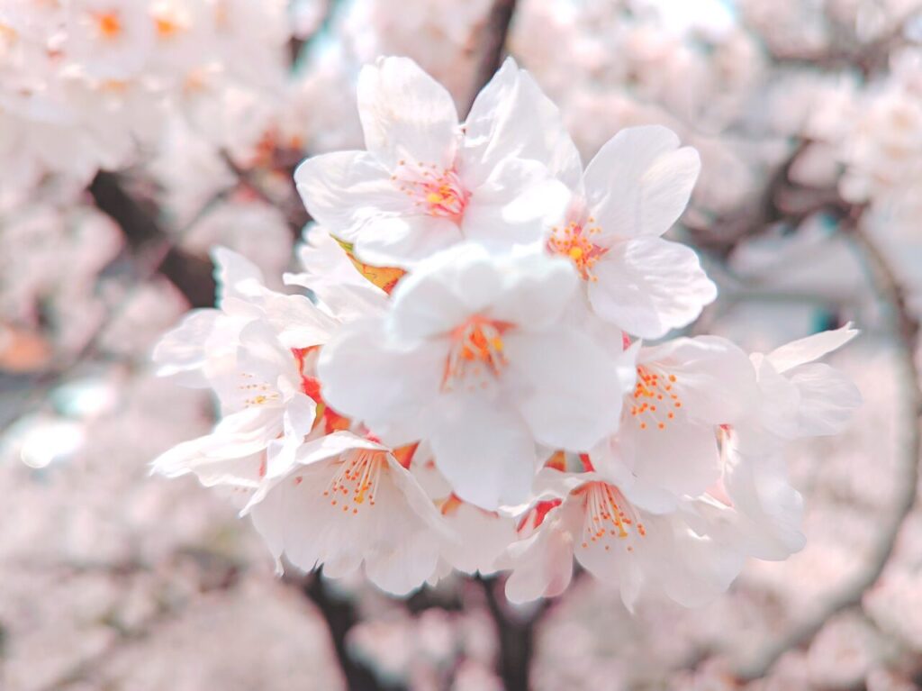 桜の花