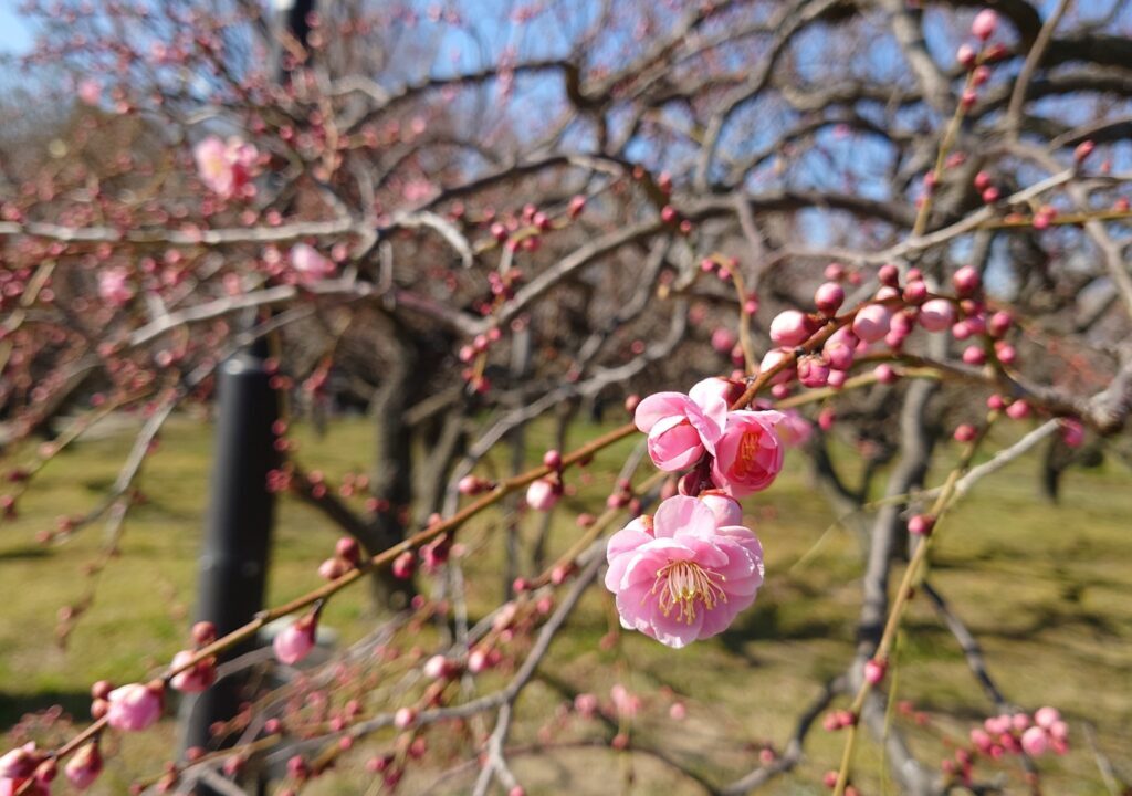 梅の花のイメージ