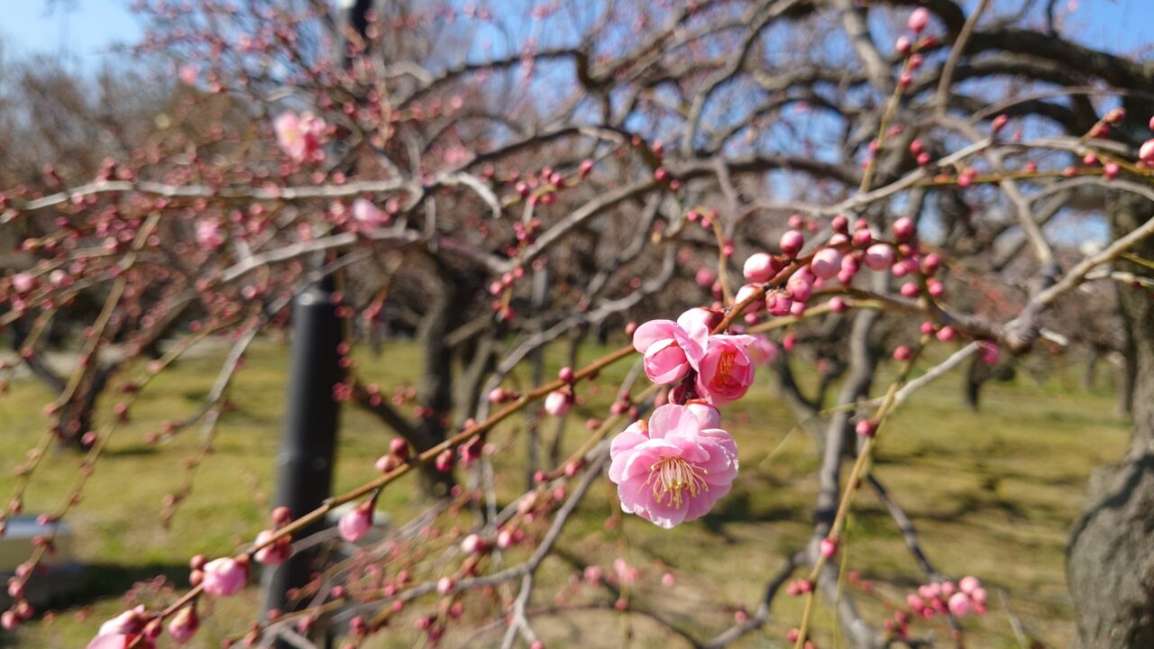 梅の花のイメージ