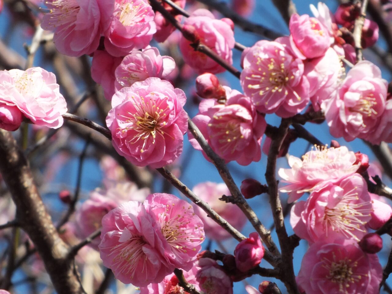 梅の花のイメージ