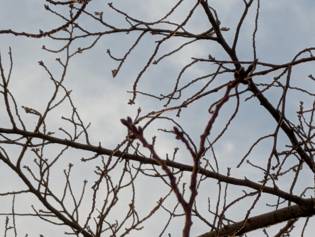 曇天の桜の枝