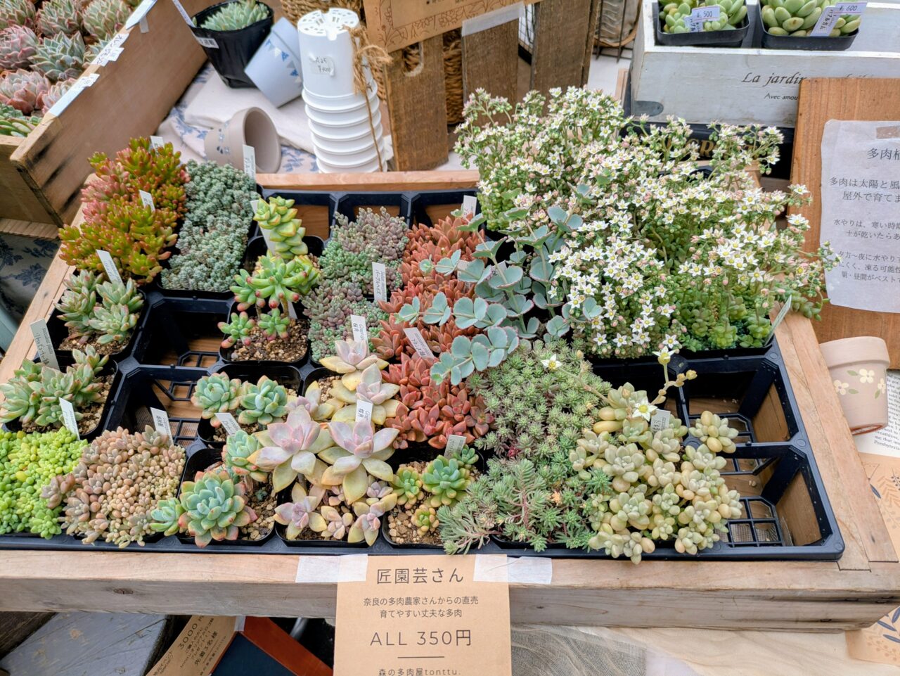 多肉植物のブース