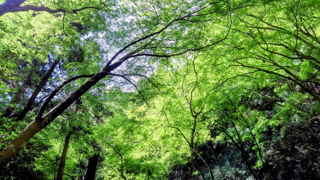 箕面の新緑