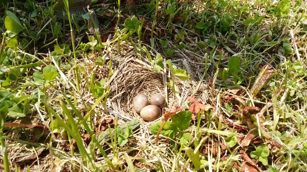 鳥の巣のイメージ