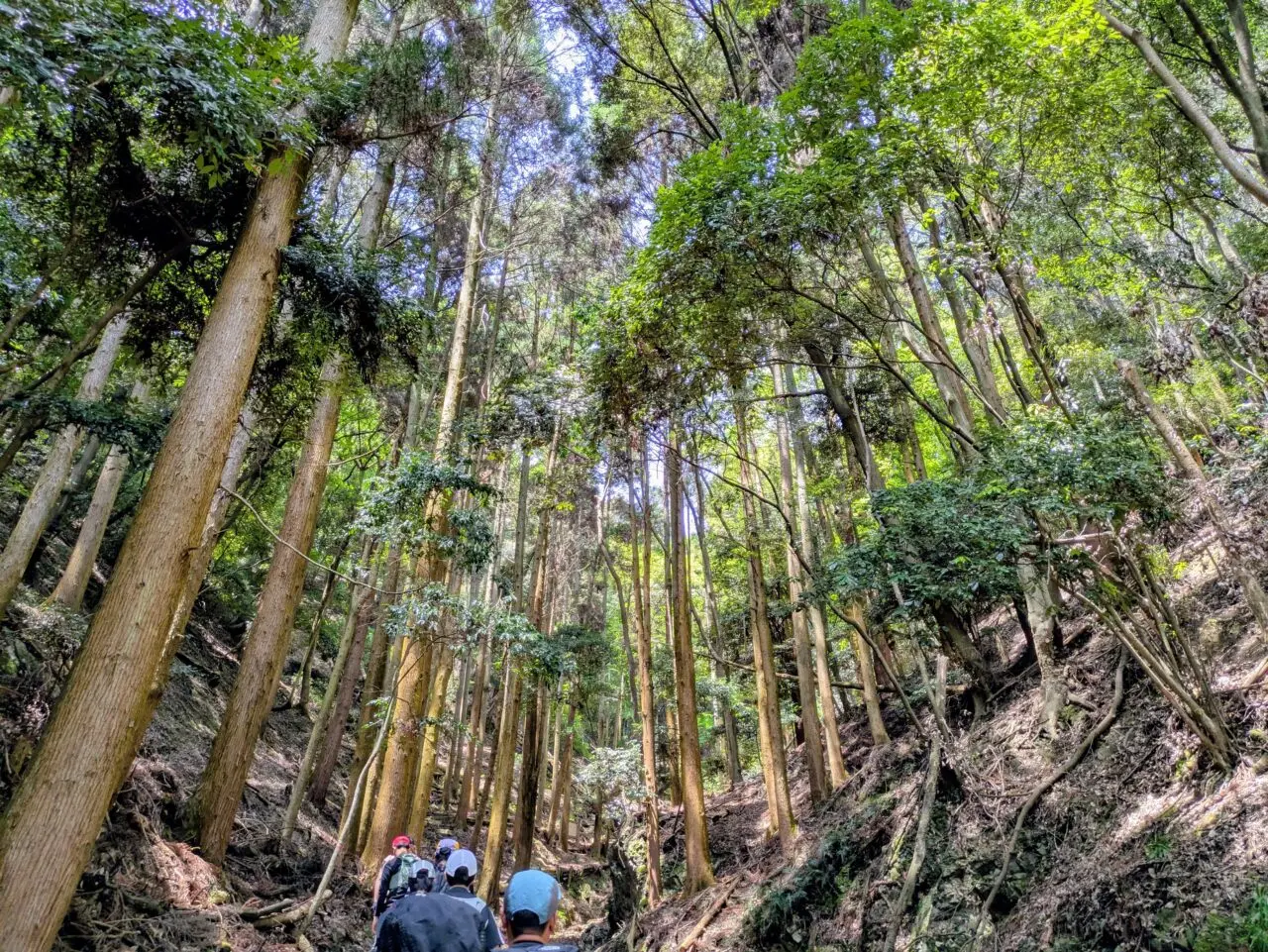 木々の間を縫って進む様子