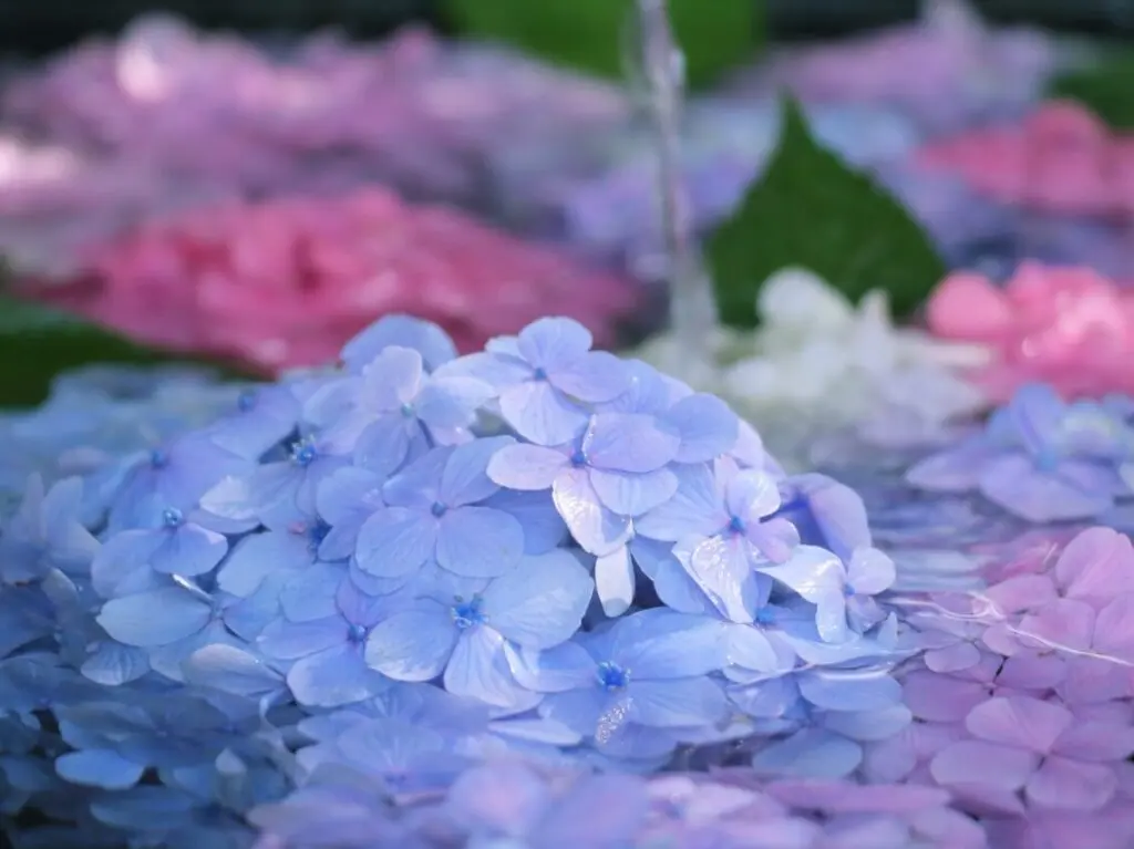 水に浮かぶ紫陽花