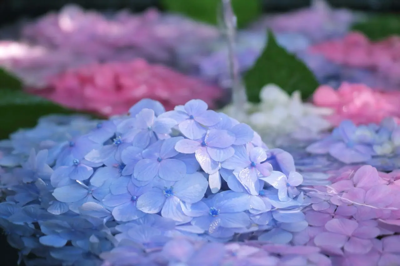 水に浮かぶ紫陽花