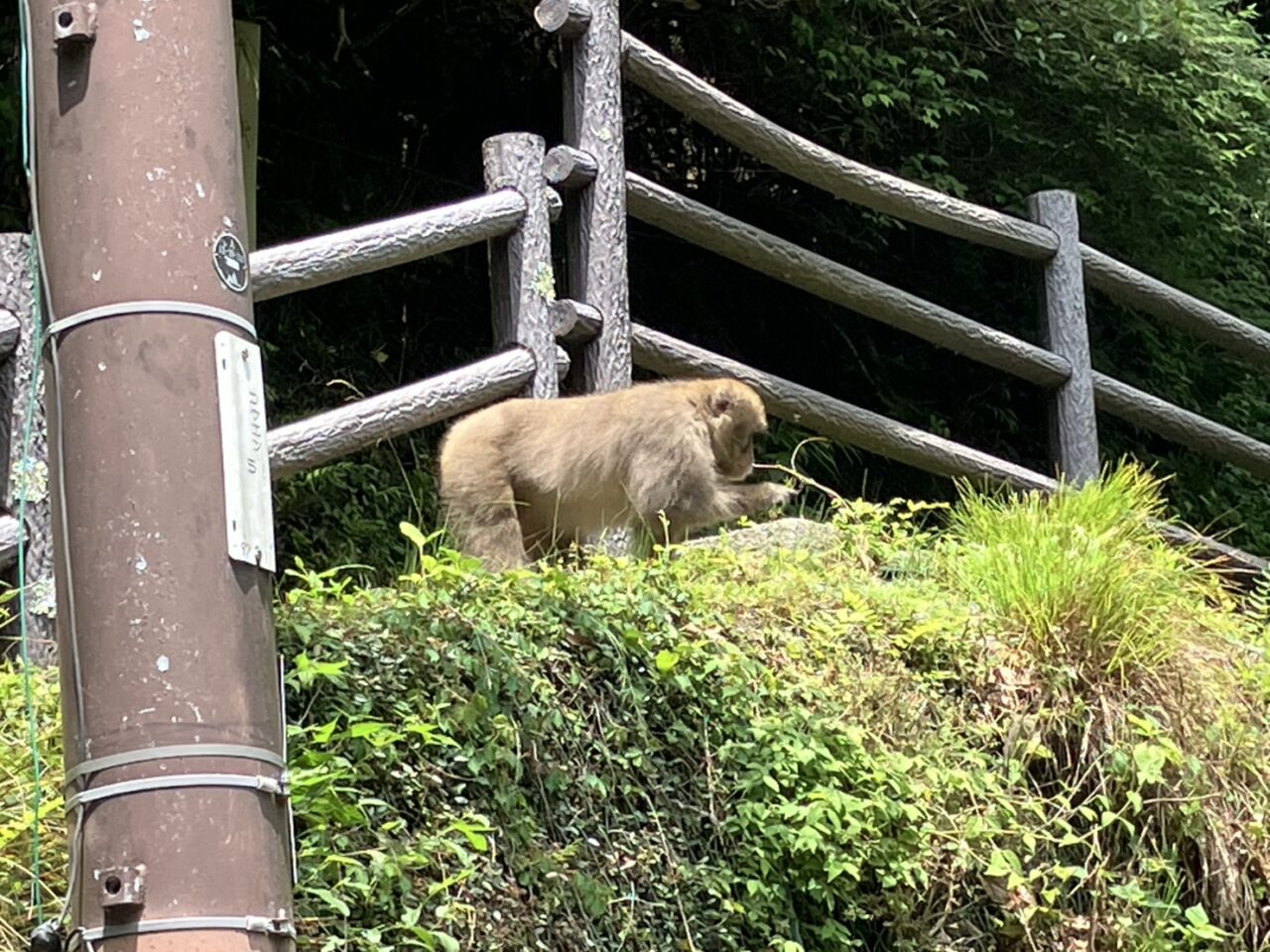 箕面の滝道にいたニホンザル