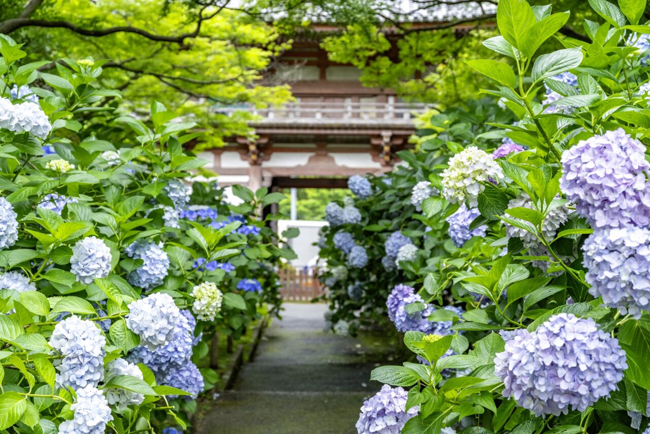 紫陽花の咲き誇る様子