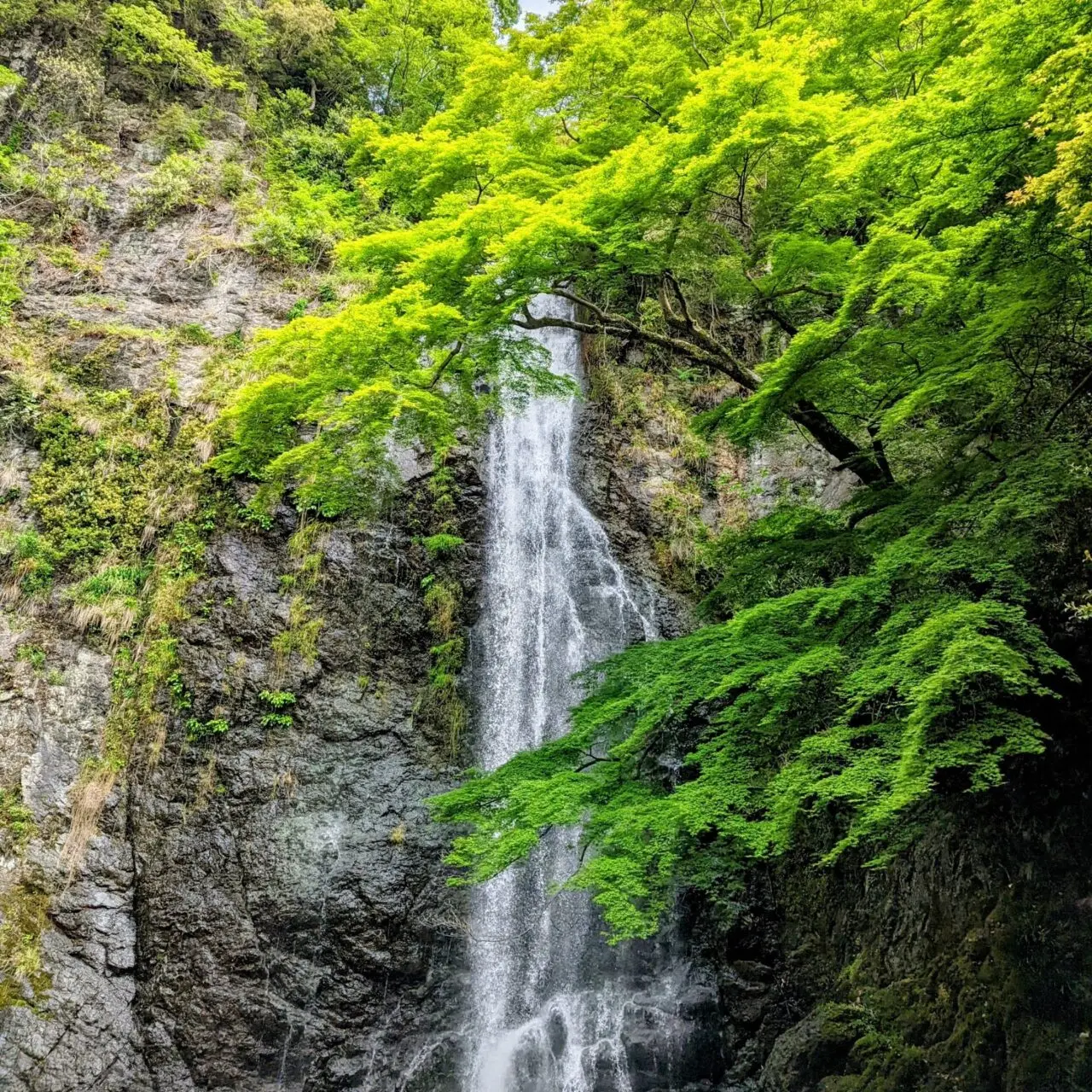 箕面大滝