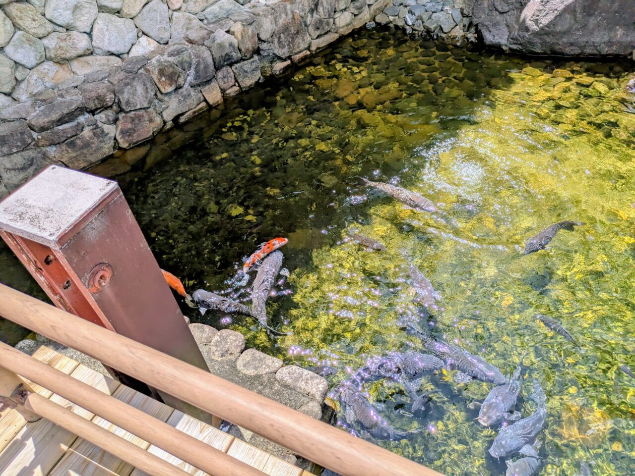 鯉の餌やり