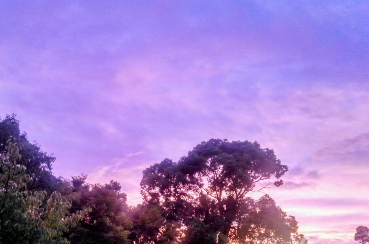 夕暮れの森