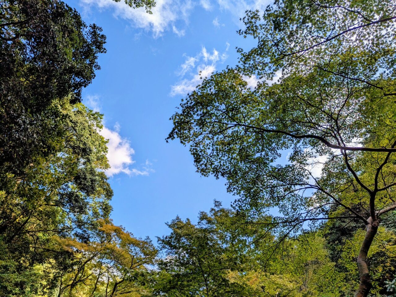 箕面の木々と空