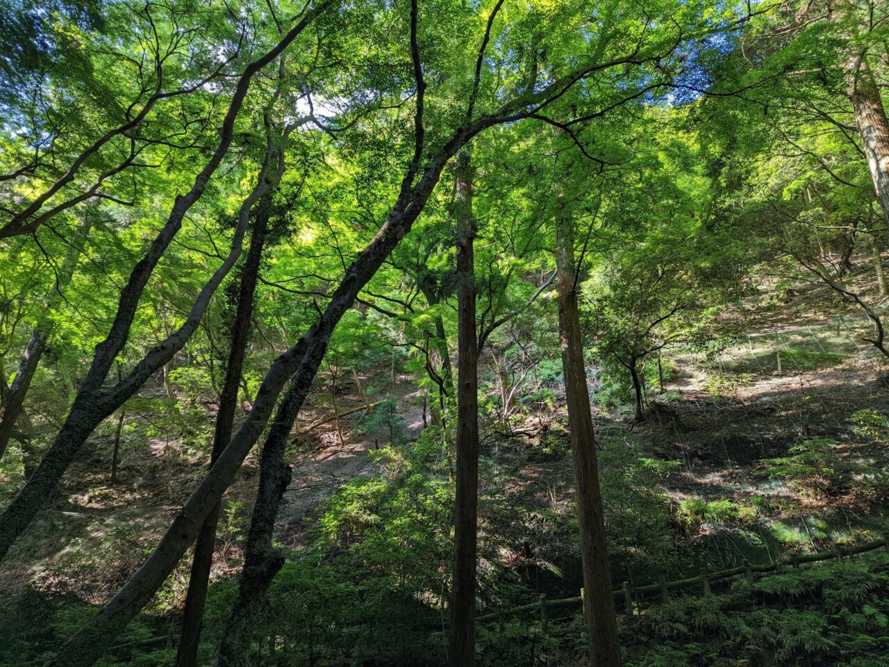 箕面の森林の様子