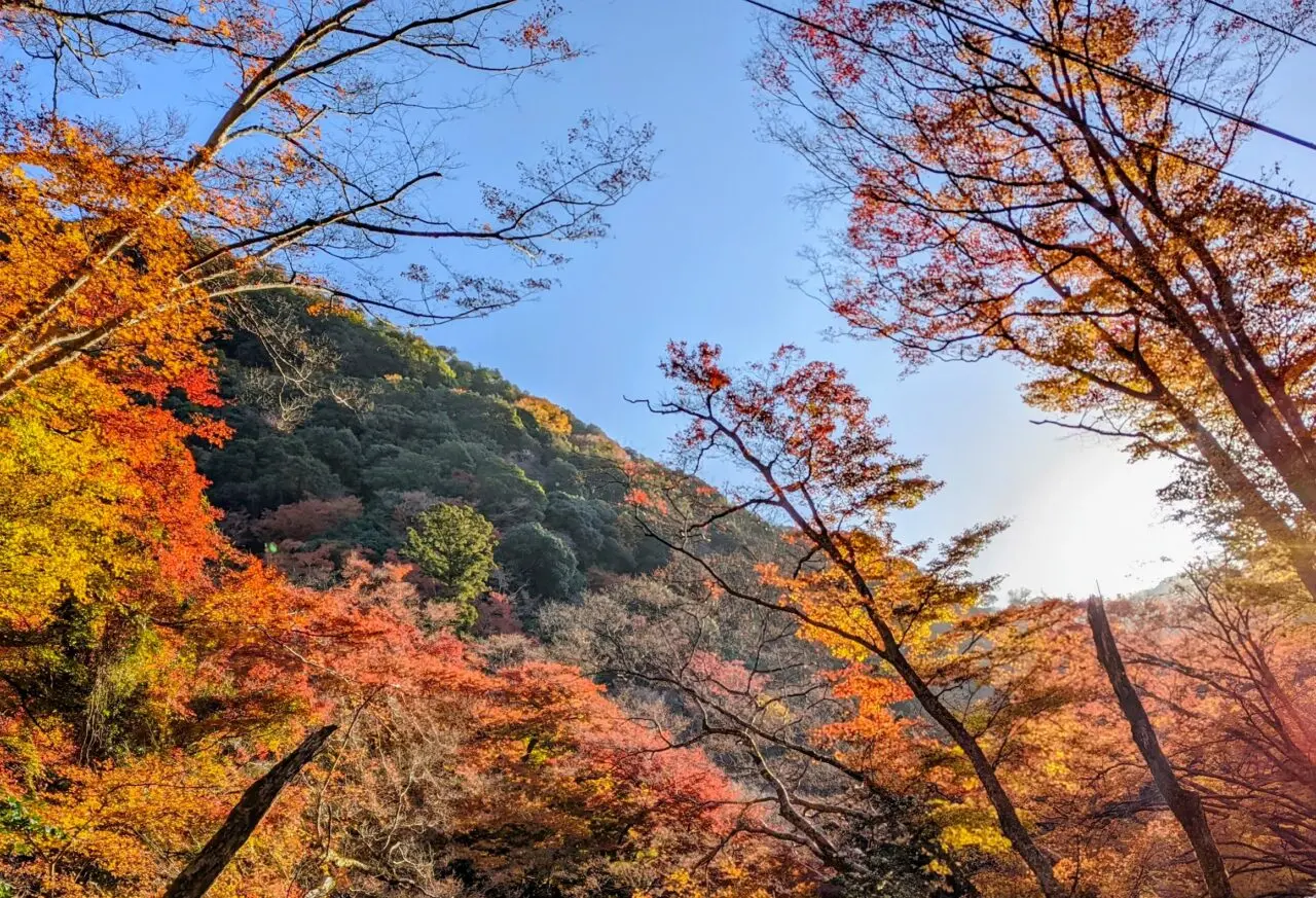 箕面の紅葉