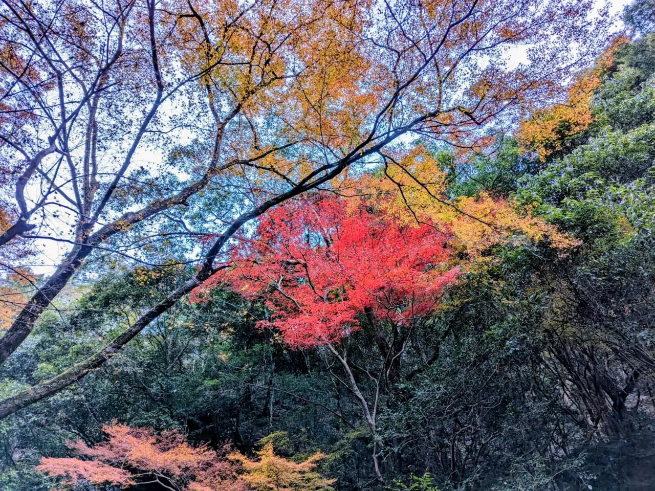紅葉する滝道の木々