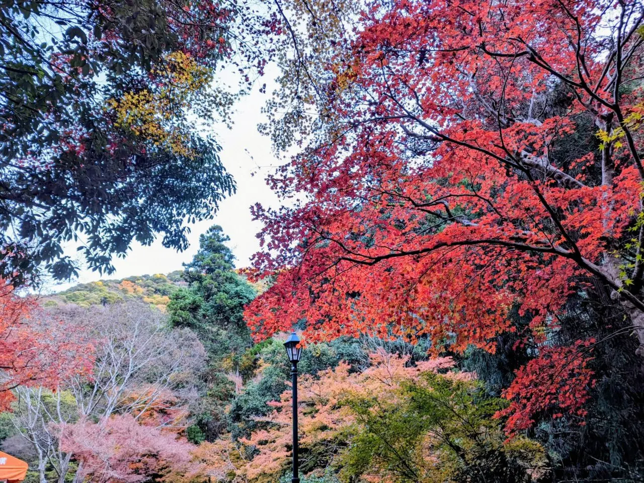 滝道の紅葉