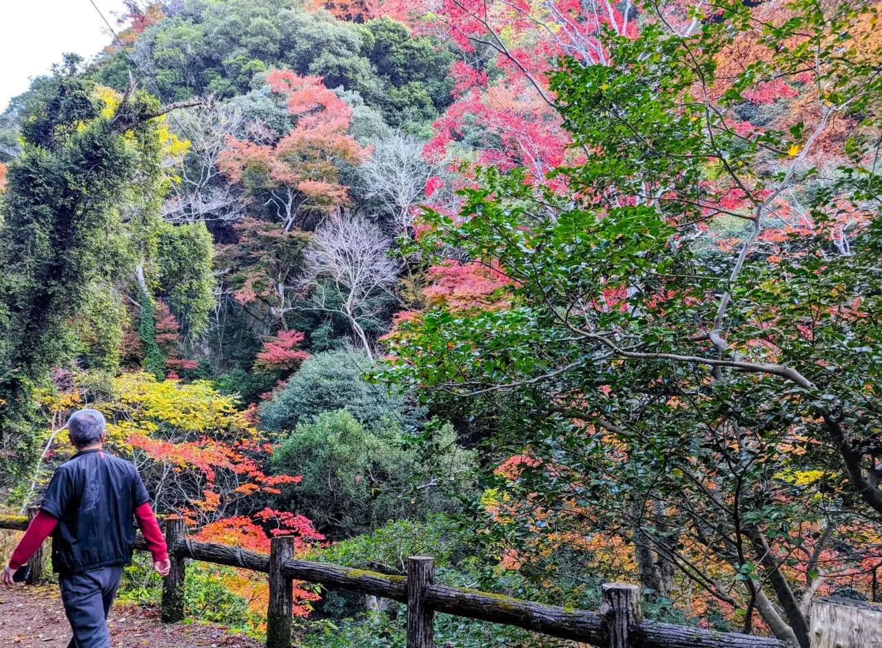 紅葉の滝道