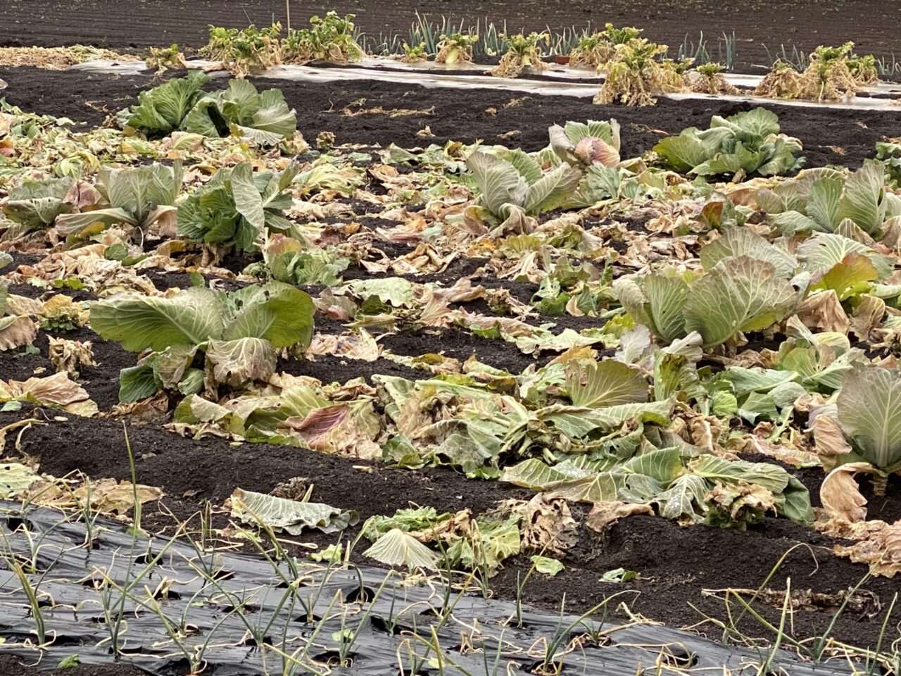 荒らされた農作物のイメージ