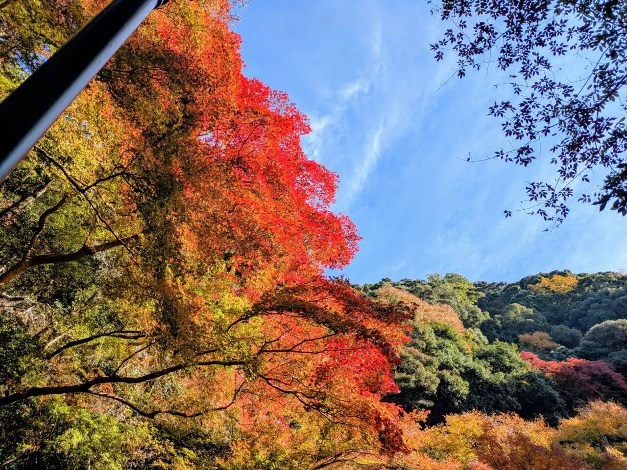 滝道の紅葉