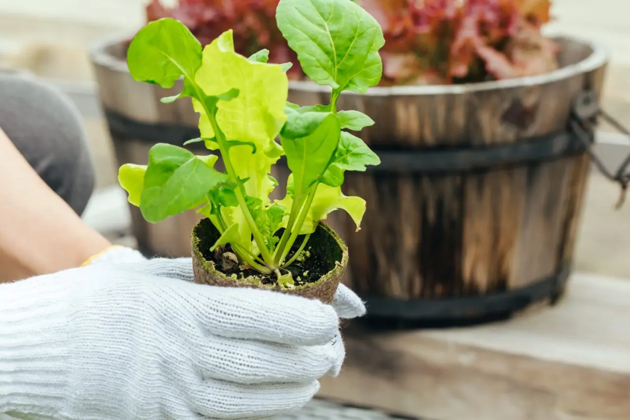 自然農法のイメージ