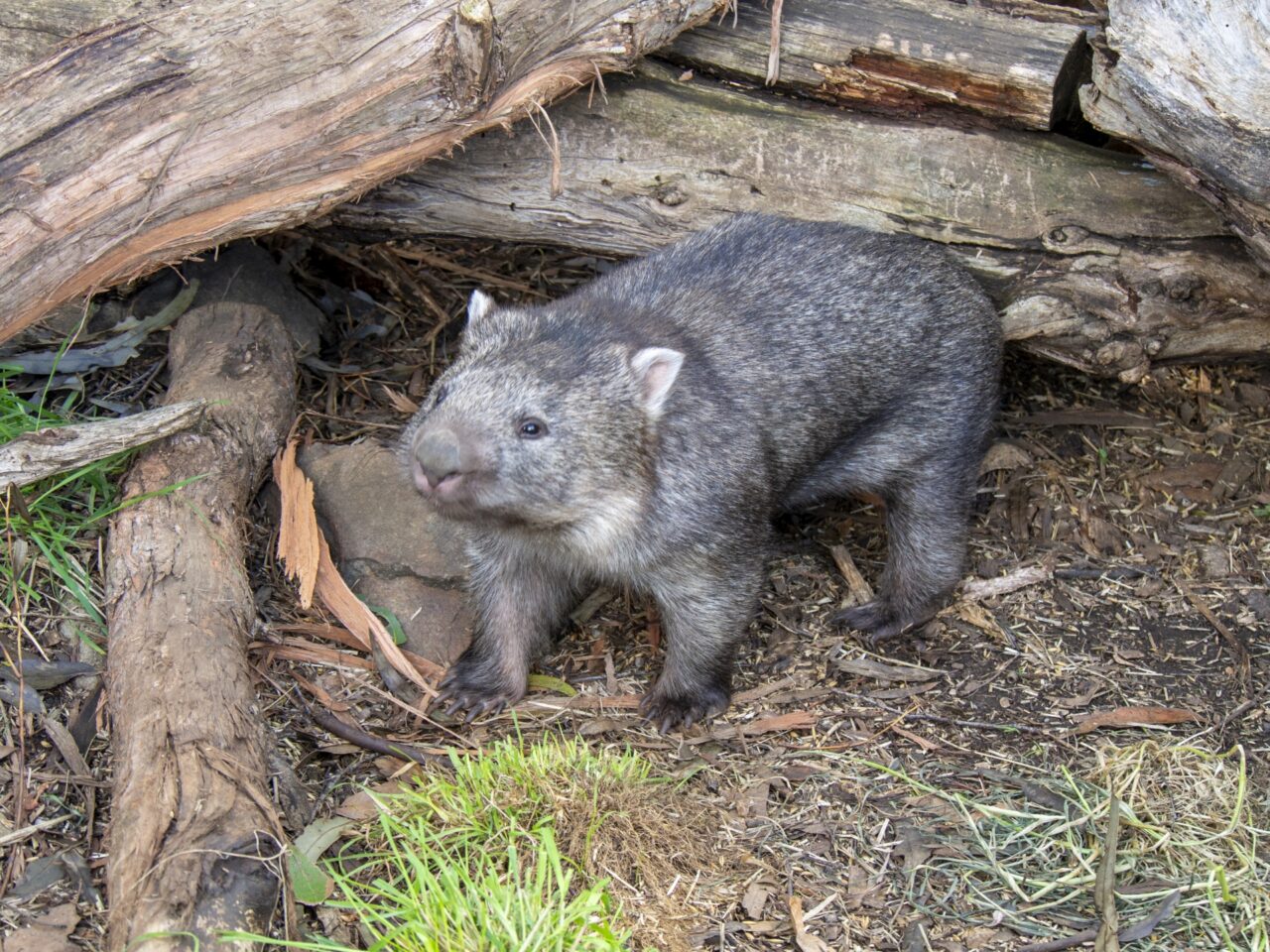 ウォンバットのイメージ