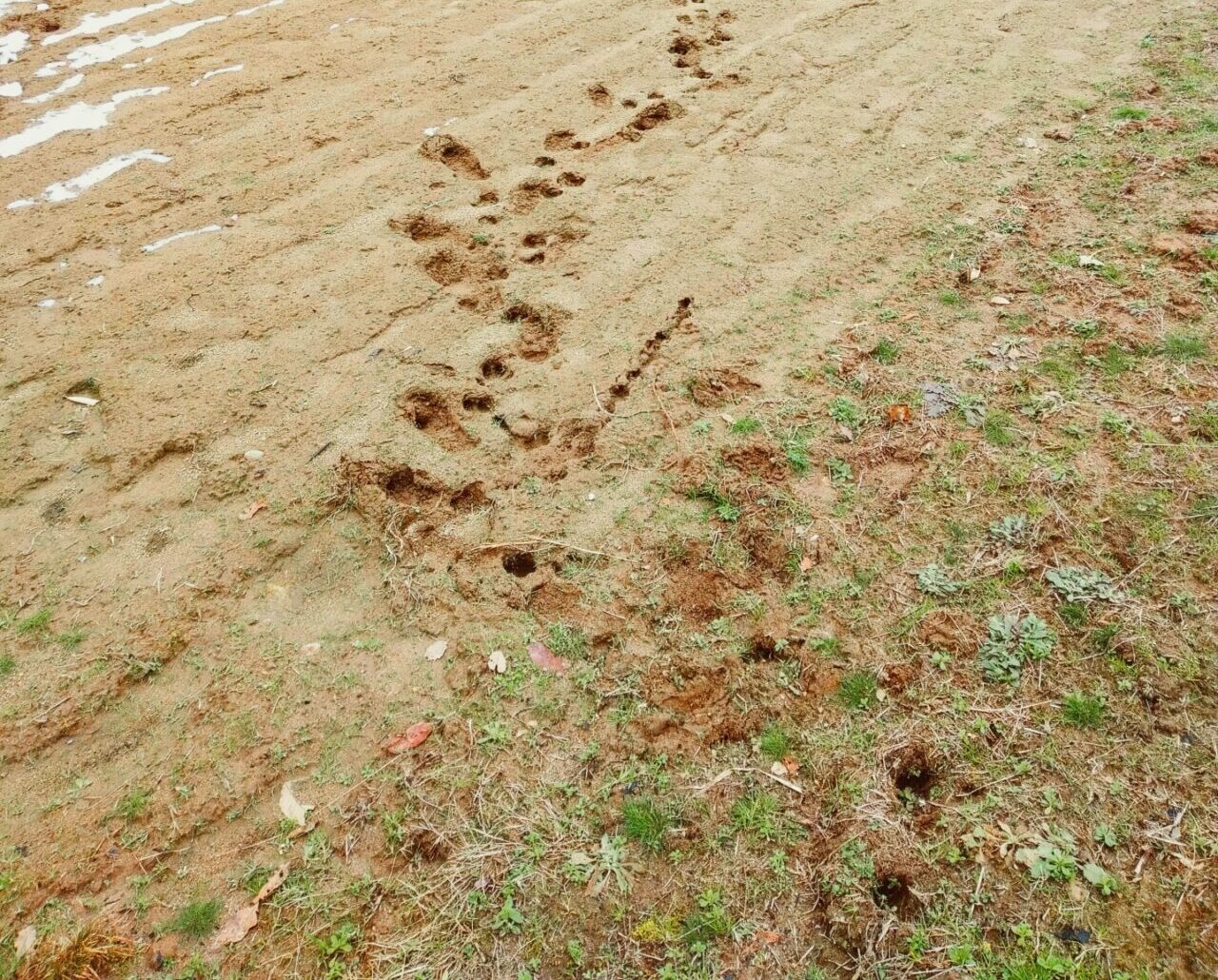 害獣の足跡のイメージ