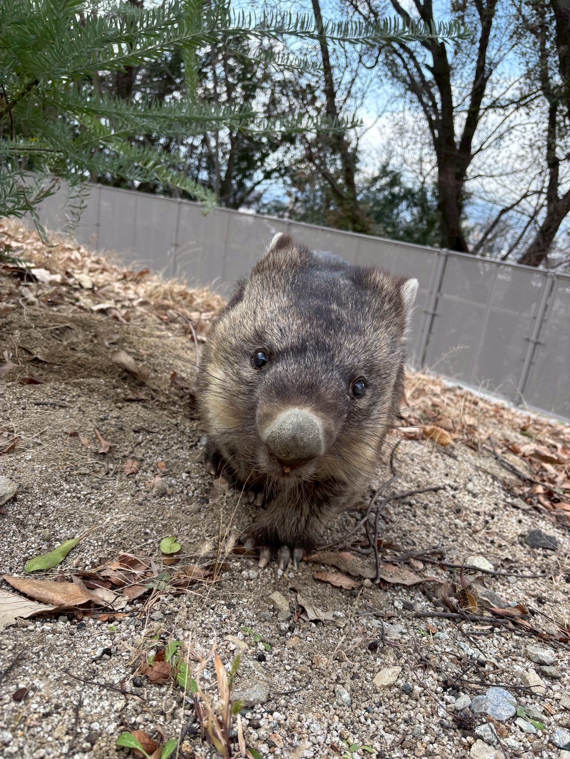 池田市五月山動物園2026年1月37歳ウォンバット「ワイン」