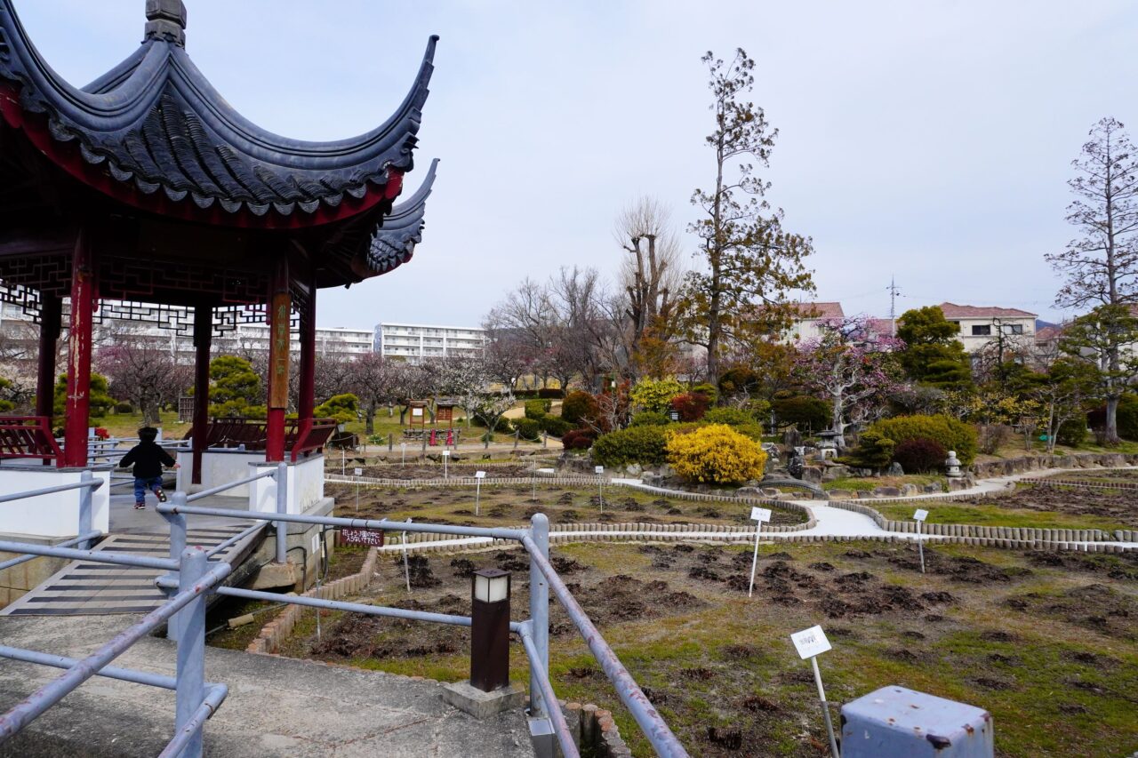 池田市水月公園梅の様子2026年2月