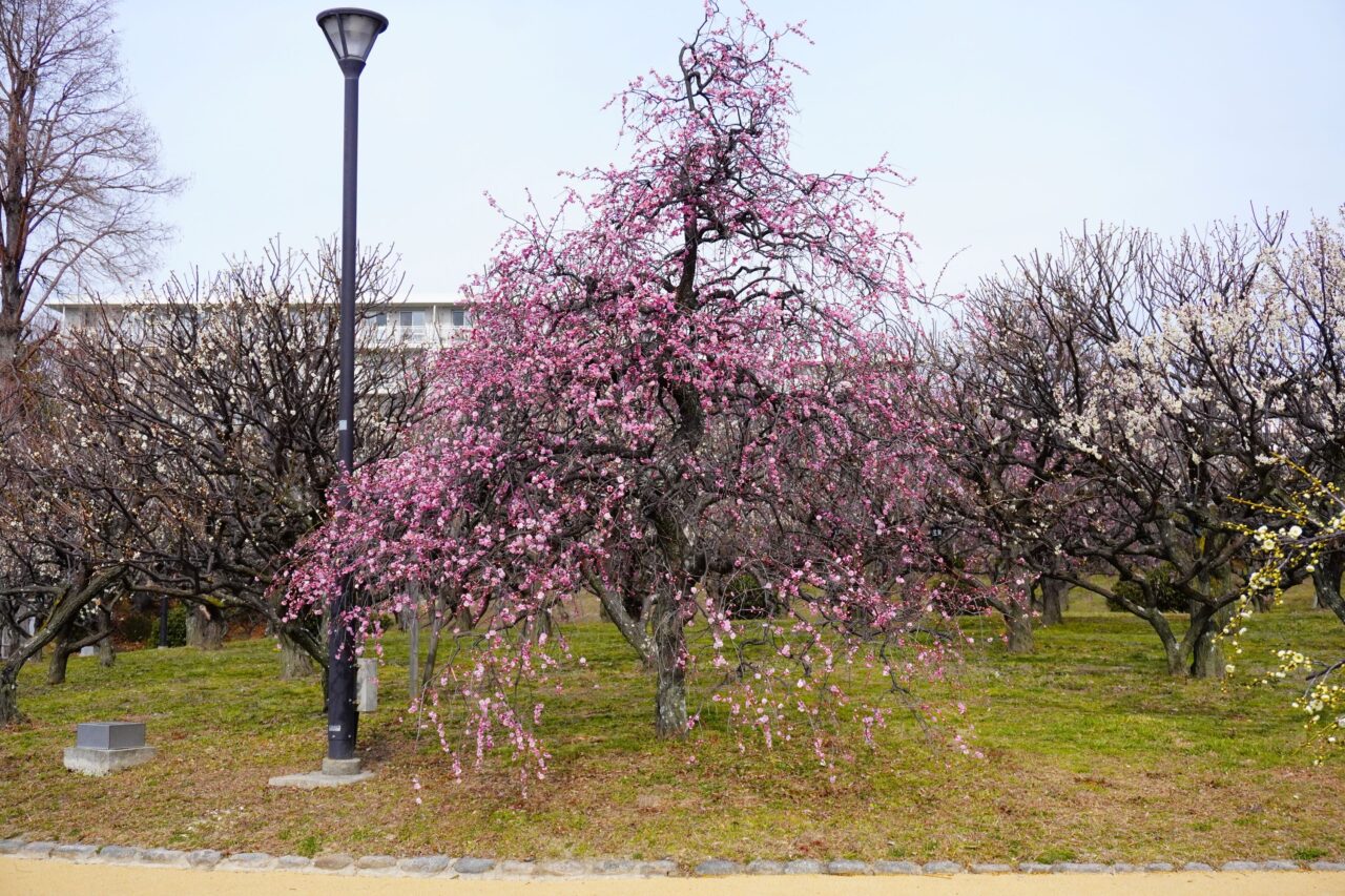 池田市水月公園2026年2月梅様子