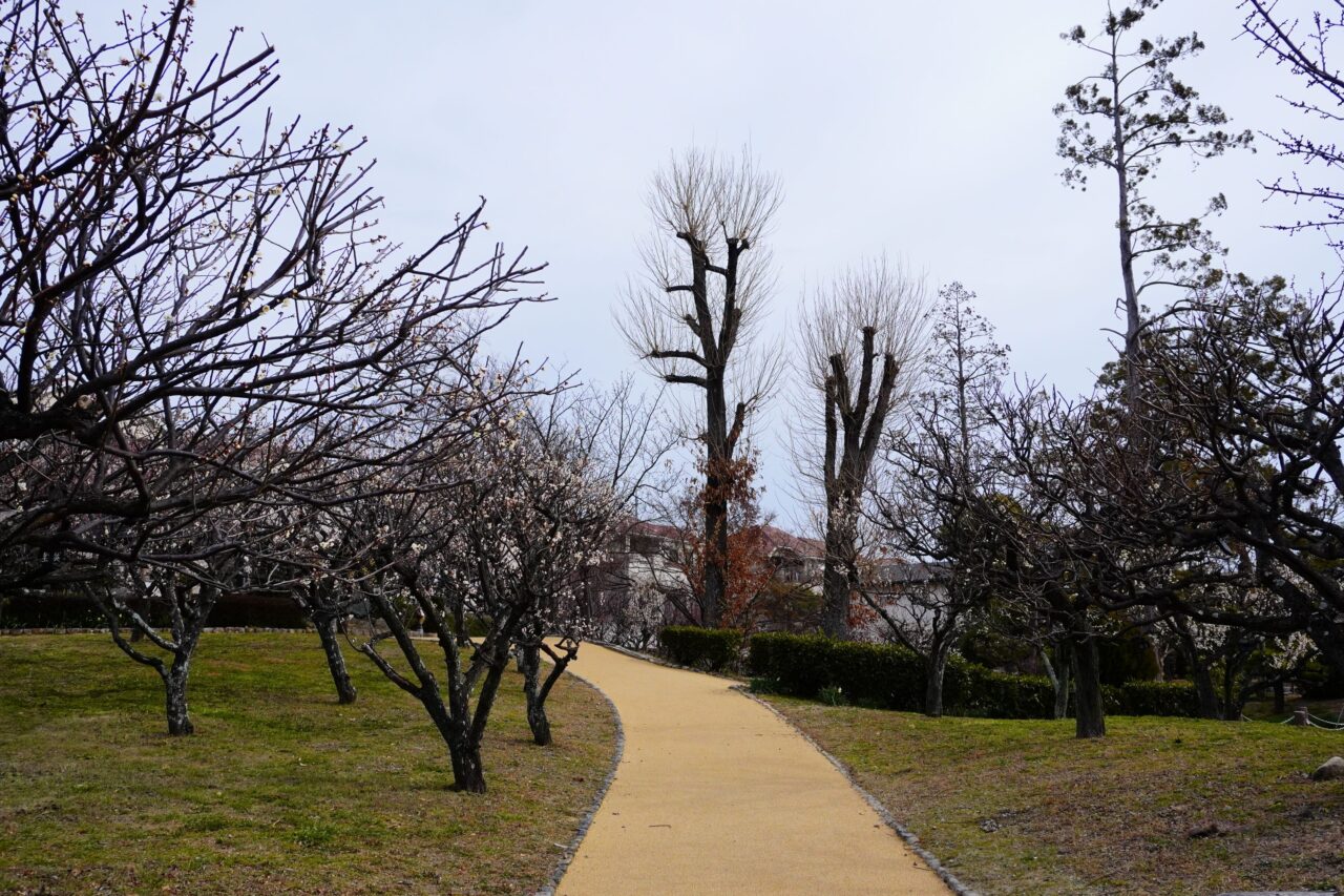 池田市水月公園梅様子2026年2月