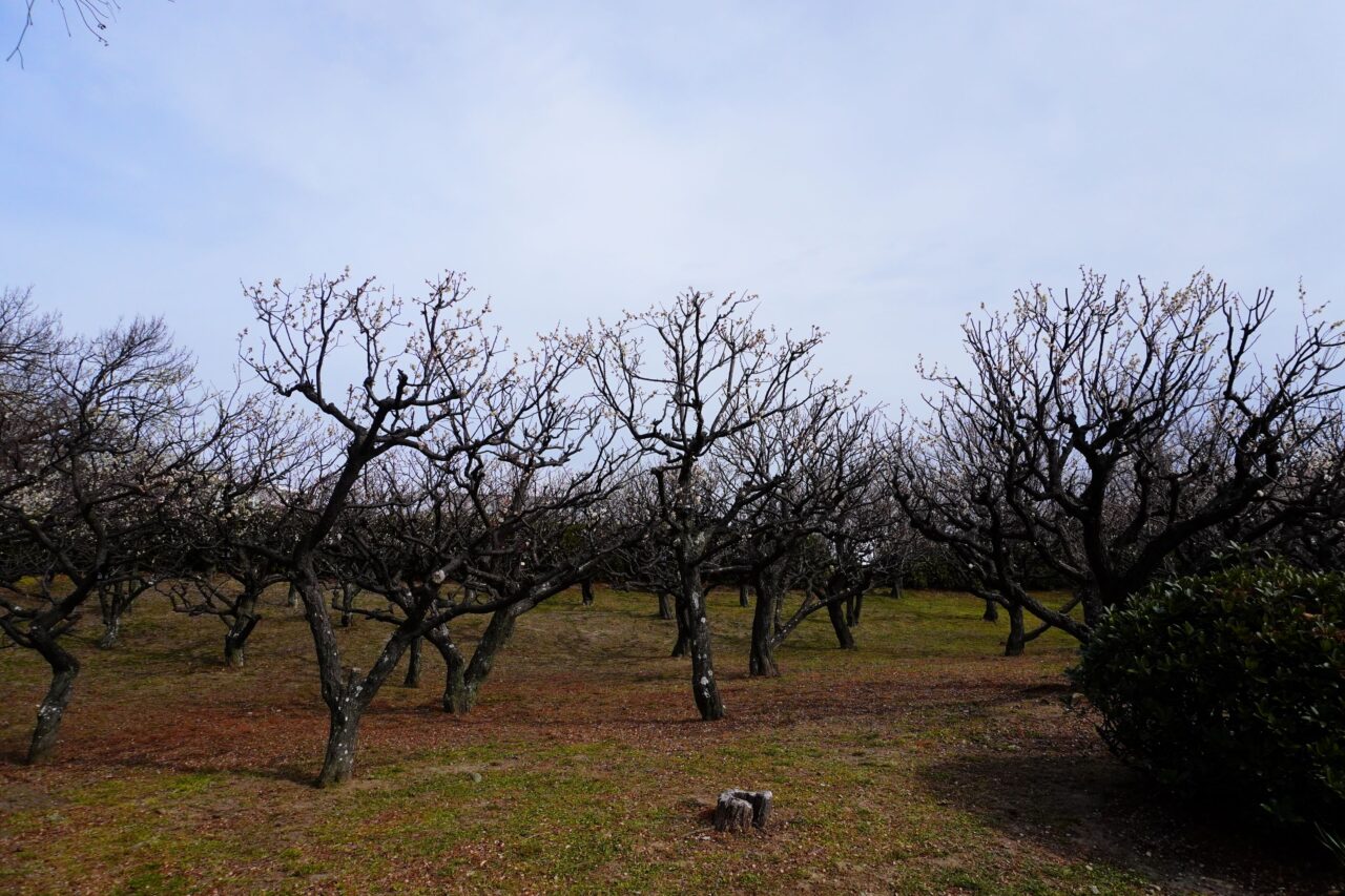 池田市水月公園梅様子2026年2月