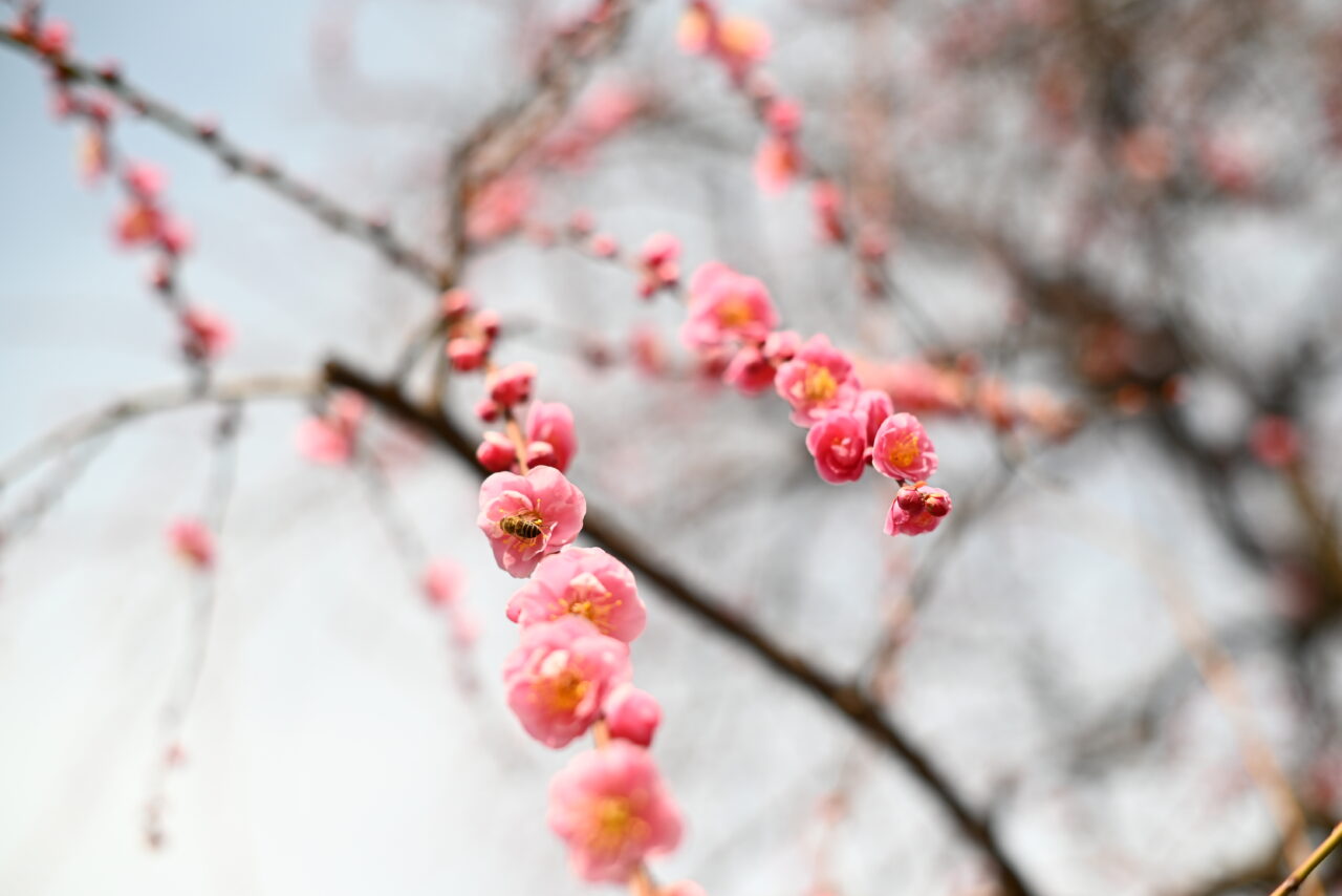 池田市水月公園2026年2月梅イベント
