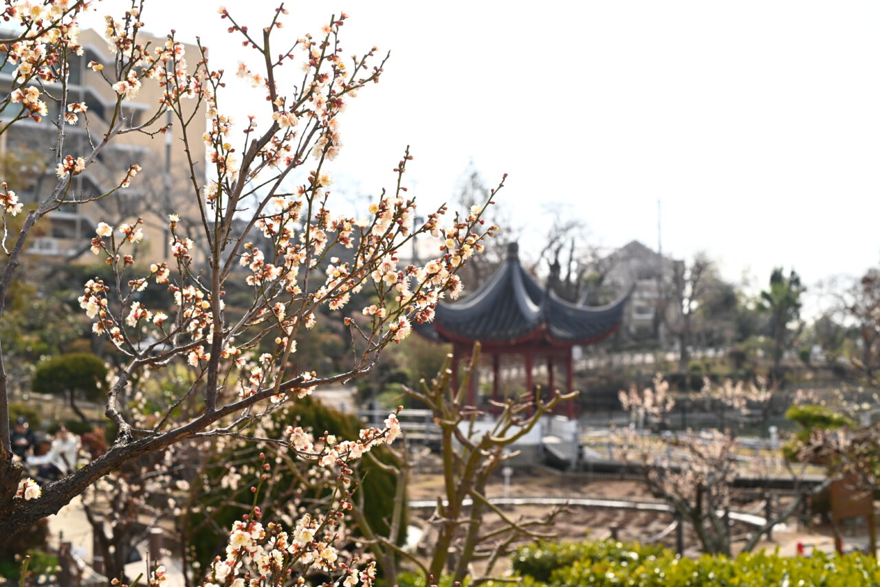 池田市2026年2月水月公園梅イベント