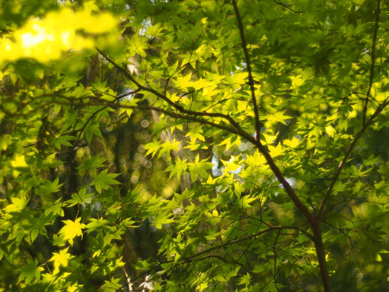 箕面市森と私をととのえる2026年2月