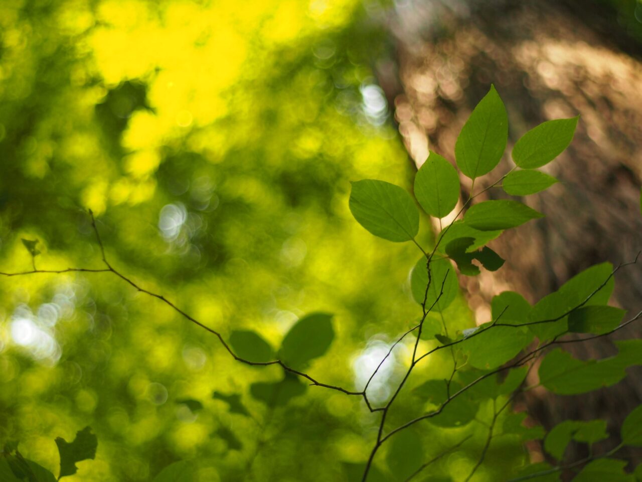 箕面市森と私をととのえる2026年2月