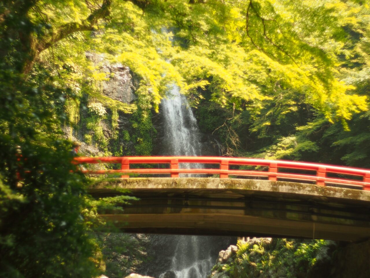 箕面市森と私ととのえる2026年2月