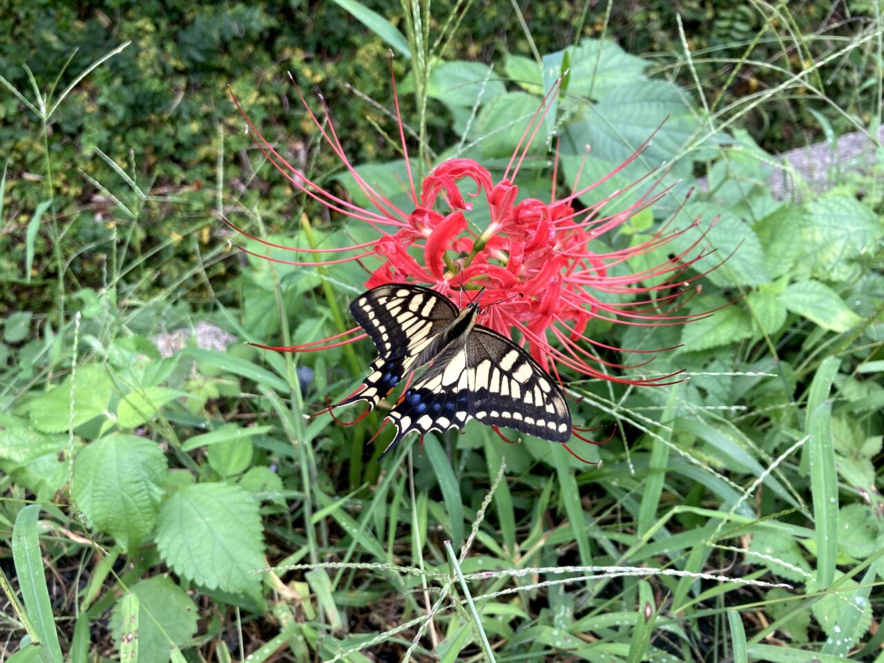 箕面公園昆虫館先っちょ展2026年2月