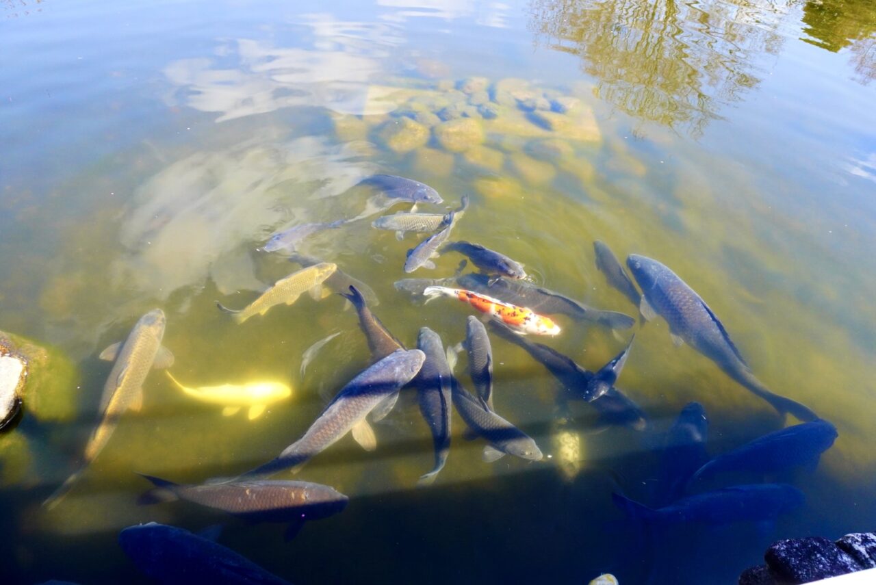 池田市池田城跡公園2026年3月鯉のエサ販売再開