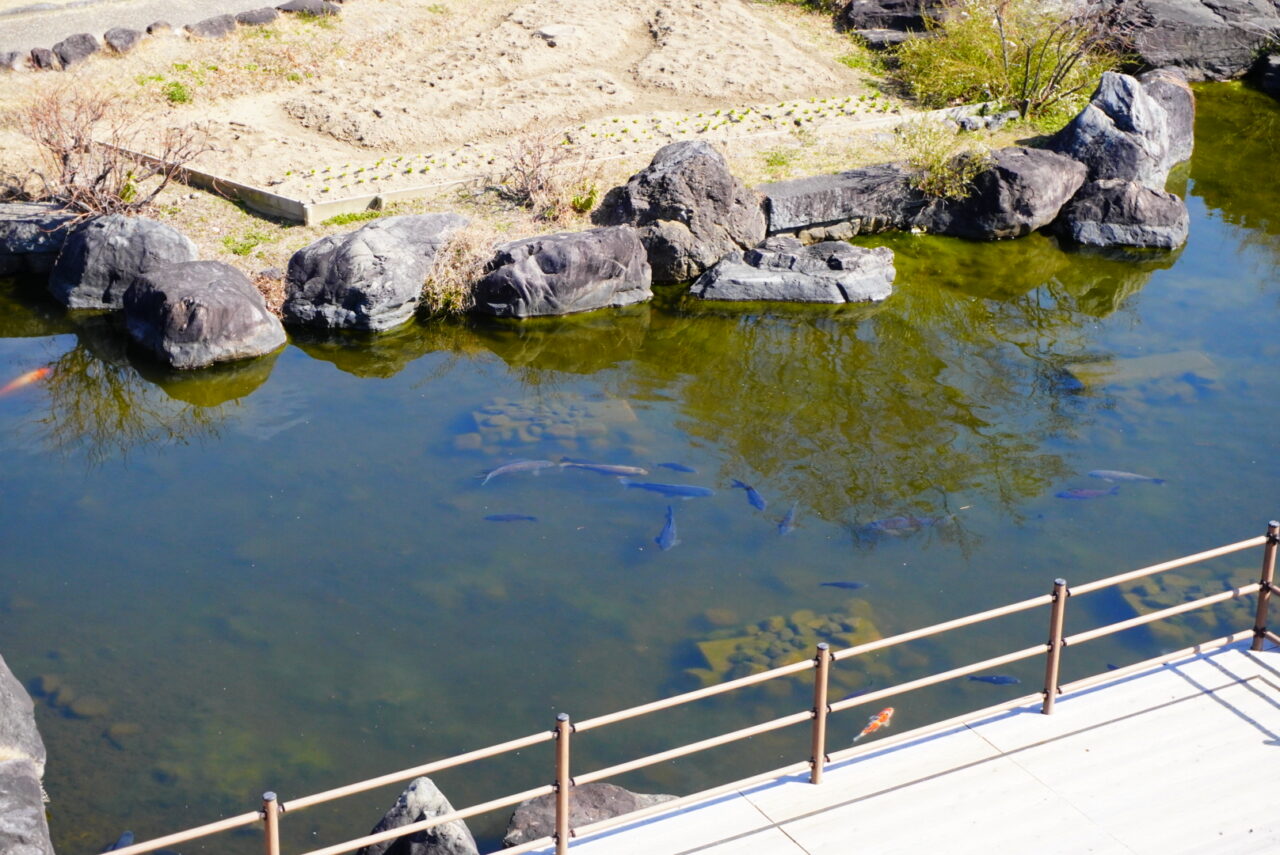 池田市池田城跡公園2026年3月鯉のエサ販売再開