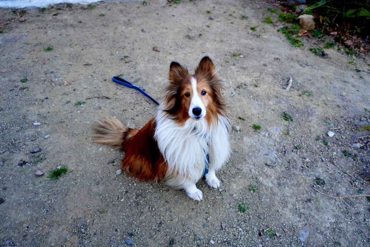 池田市井口堂WellsGarden＆Ichizu2026年3月