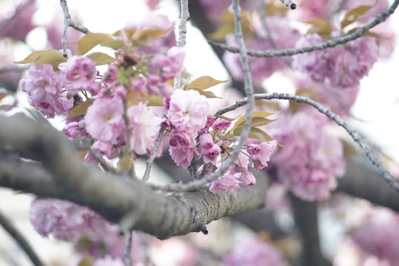 池田市桜2026年3月