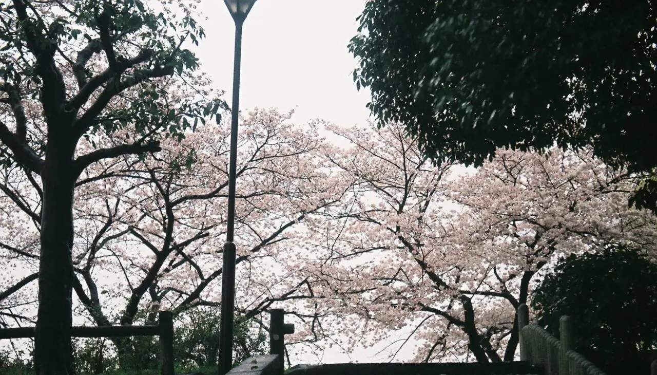 池田市2026年3月桜