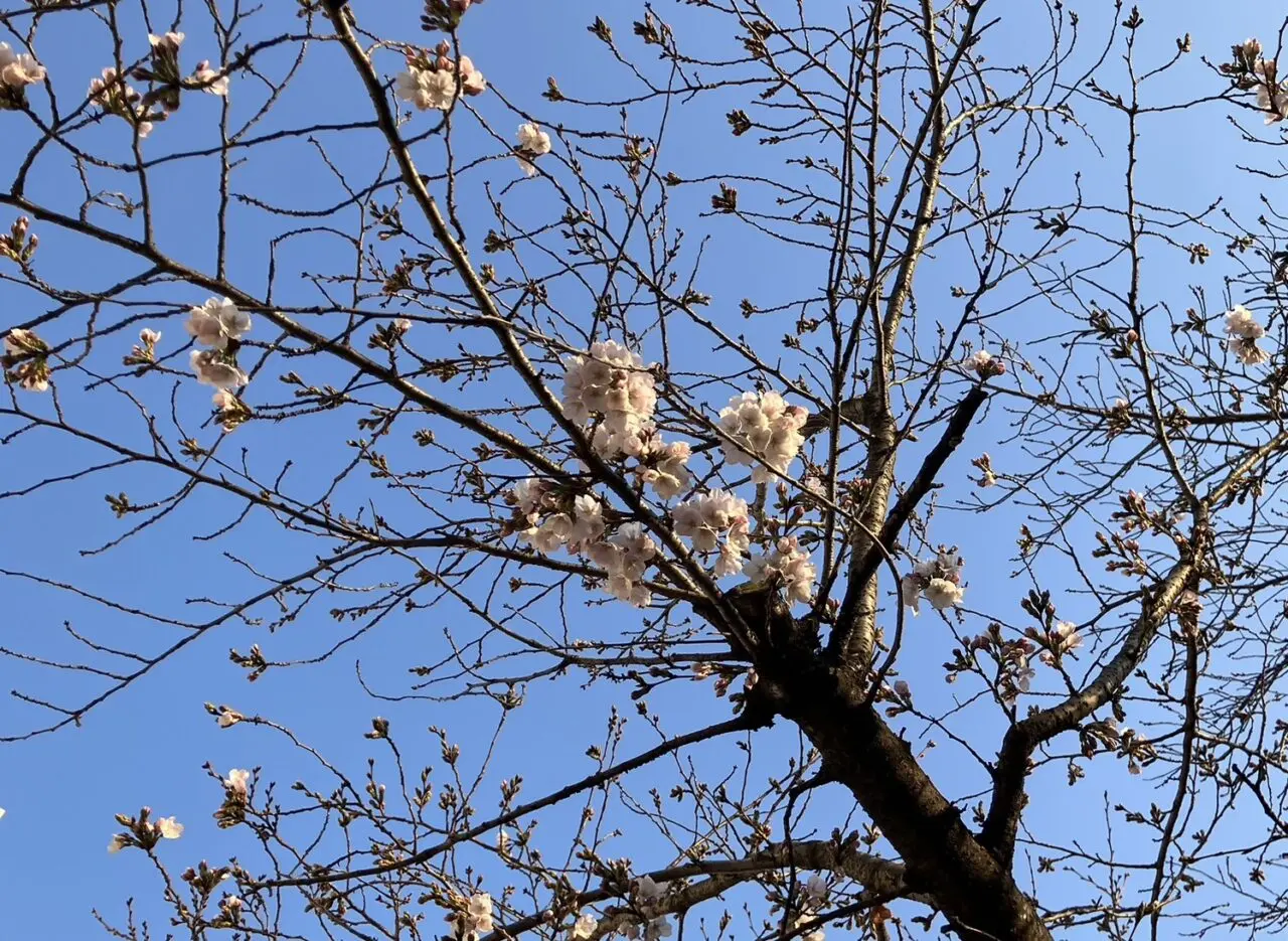 池田市2026年3月桜